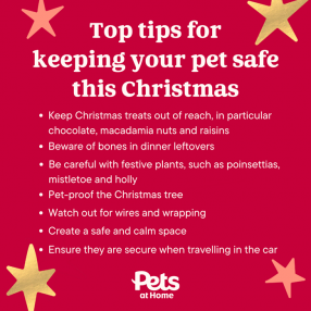 Top Tips for Safe Pets this Christmas